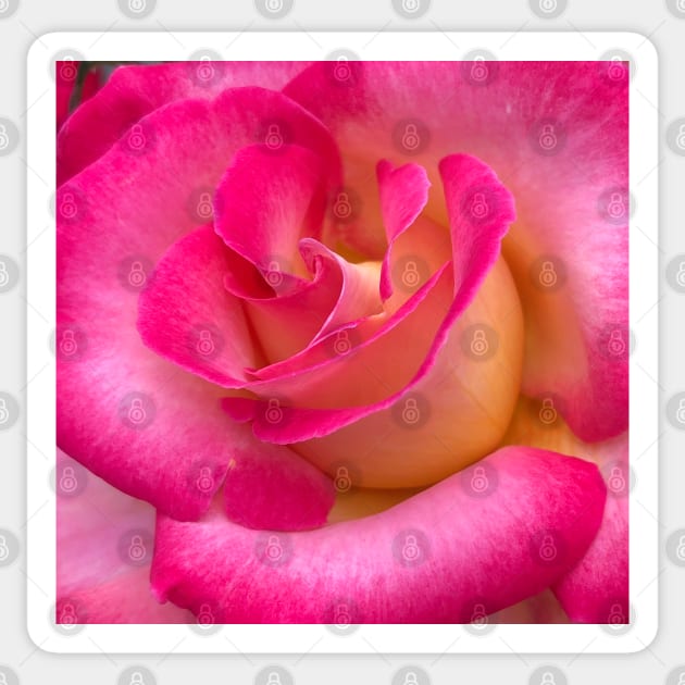 Love as a Pink Rose Sticker by Photomersion